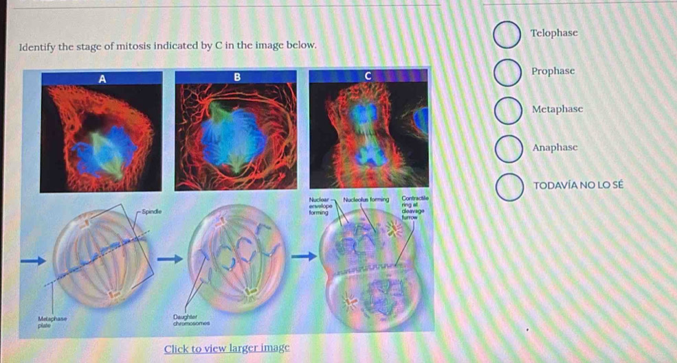 Telophase
Identify the stage of mitosis indicated by C in the image below.
Prophase
Metaphase
Anaphasc
TODAVÍA NO LO SÉ
Click to view larger image