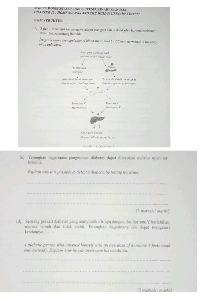 BAB I3: HOMEOSTASIS DAN SISTEM URINARI MANUSIA 
CHAPTER 13 : HOMEOSTASIS AND THE HUMAN URINARY SYSTEM 
ITEM STRUKTUR 
1. Rajah 1 menunjukkan pengawalaturan aras gula dalam darah oleh hormon berlainan 
dalam badan seorang individu. 
Diagram shows the regulation of blood sugar level by different hormones in the body 
of an individual. 
Daish 1 / Niaomm / 
(c) Terangkan bagaimana pengesanan diabetes dapat dilakukan melalui ujian air 
kencing. 
Explain why it 1s possible to detect a diabetic by testing his urine. 
_ 
_ 
_ 
[2 markuh / marks] 
(d) Seorang pesakit diabetes yang menyuntik dirinya dengan dos hormon Y berlebihan 
merasa lemah dan tidak stabil. Terangkan bagaimana dia dapat mengatasi 
keadaanya. 
A diabetic person who injected himself with an overdose of hormone Y feels weak 
and unsteady. Explain how he can overcome his condition. 
_ 
_ 
_ 
[2 markah / morks]