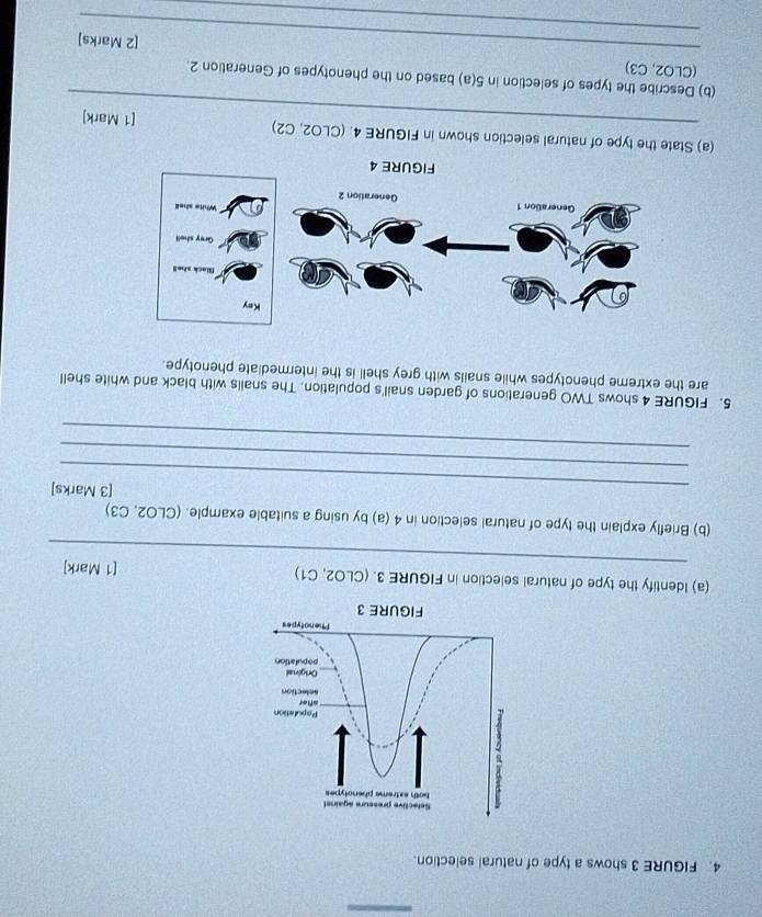 FIGURE 3 shows a type of natural selection. 
_ 
(a) Identify the type of natural selection in FIGURE 3. (CLO2, C1) [1 Mark] 
(b) Briefly explain the type of natural selection in 4 (a) by using a suitable example. (CLO2, C3) 
_[3 Marks] 
_ 
_ 
5. FIGURE 4 shows TWO generations of garden snail's population. The snails with black and white shell 
are the extreme phenotypes while snails with grey shell is the intermediate phenotype. 
FIGURE 4 
_ 
(a) State the type of natural selection shown in FIGURE 4. (CLO2, C2) [1 Mark] 
(b) Describe the types of selection in 5(a) based on the phenotypes of Generation 2
_ 
_ 
(CLO2, C3) [2 Marks]