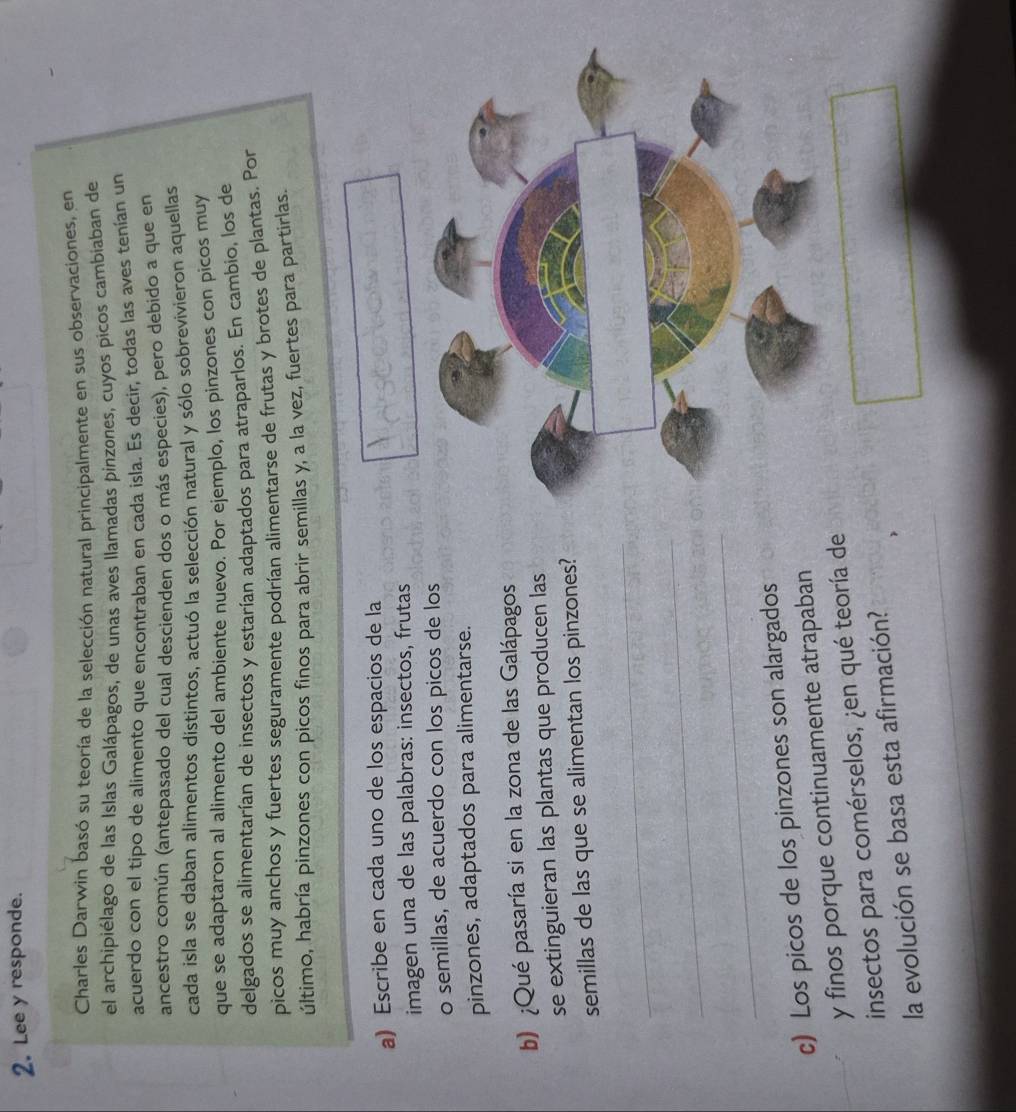 Lee y responde. 
Charles Darwin basó su teoría de la selección natural principalmente en sus observaciones, en 
el archipiélago de las Islas Galápagos, de unas aves llamadas pinzones, cuyos picos cambiaban de 
acuerdo con el tipo de alimento que encontraban en cada isla. Es decir, todas las aves tenían un 
ancestro común (antepasado del cual descienden dos o más especies), pero debido a que en 
cada isla se daban alimentos distintos, actuó la selección natural y sólo sobrevivieron aquellas 
que se adaptaron al alimento del ambiente nuevo. Por ejemplo, los pinzones con picos muy 
delgados se alimentarían de insectos y estarían adaptados para atraparlos. En cambio, los de 
picos muy anchos y fuertes seguramente podrían alimentarse de frutas y brotes de plantas. Por 
último, habría pinzones con picos finos para abrir semillas y, a la vez, fuertes para partirlas. 
a) Escribe en cada uno de los espacios de la 
imagen una de las palabras: insectos, frutas 
o semillas, de acuerdo con los picos de los 
pinzones, adaptados para alimentarse. 
b) ¿Qué pasaría si en la zona de las Galápagos 
se extinguieran las plantas que producen las 
semillas de las que se alimentan los pinzones? 
_ 
_ 
_ 
c) Los picos de los pinzones son alargados 
y finos porque continuamente atrapaban 
insectos para comérselos, ¿en qué teoría de 
la evolución se basa esta afirmación?