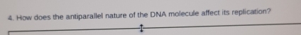 How does the antiparallel nature of the DNA molecule affect its replication?