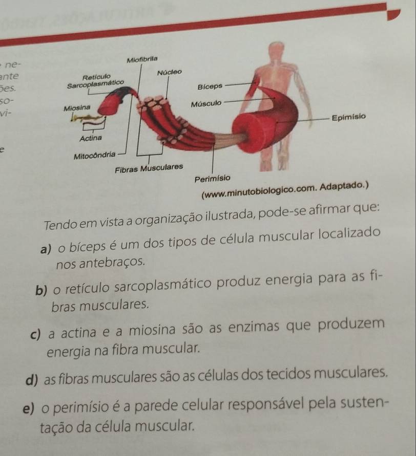 ne-
nte
ões. 
5O-
vi-
e
(www.minutobiologico.com. 
Tendo em vista a organização ilustrada, pode-se afirmar que:
a) o bíceps é um dos tipos de célula muscular localizado
nos antebraços.
b) o retículo sarcoplasmático produz energia para as fi-
bras musculares.
c) a actina e a miosina são as enzimas que produzem
energia na fibra muscular.
d) as fibras musculares são as células dos tecidos musculares.
e) o perimísio é a parede celular responsável pela susten-
tação da célula muscular.