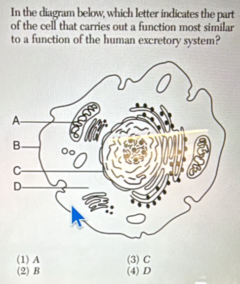 In the diagram below, which letter indicates the part
of the cell that carries out a function most similar
to a function of the human excretory system?
(1) A (3) C
(2) B (4) D