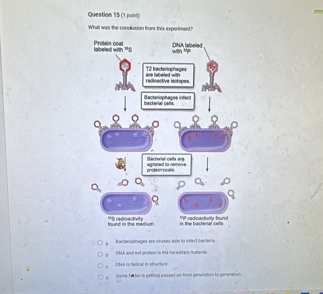 What was the conolusion from this experiment?
a Bacteriophages are viruses able to infect bacteria.
b DNA and not protein is the hereditary material.
C DNA is helical in structure.
d Some factor is getting passed on from generation to generation.