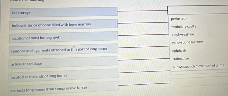 fat storage
periosteum
hollow interior of bone filled with bone marrow
medullary cavity
location of most bone growth epiphyseal line
yellow bone marrow
tendons and ligaments attached to this part of long bones epiphysis
articular cartilage trabeculae
allows smooth movement of joints
located at the ends of long bones
protects long bones from compressive forces