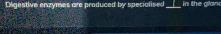 Digestive enzymes are produced by specialised ____ in the gland