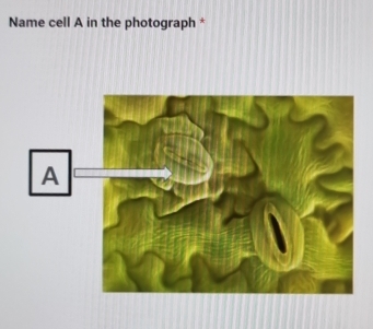 Name cell A in the photograph *