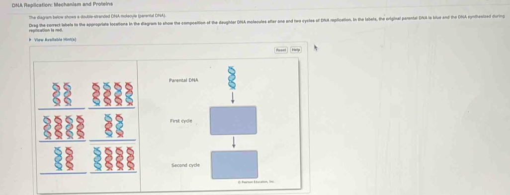 DNA Replication: Mechanism and Protelns
The diagram below shows a double-stranded DNA molecule (parental DNA).
Drag the correct labels to the appropriate locations in the diagram to show the composition of the daughter DNA molecules after one and two cycles of DNA replication. In the labels, the original parental DNA is blue and the DNA synthesized during
replication is red.
* View Available Hint(s)
Floset Help