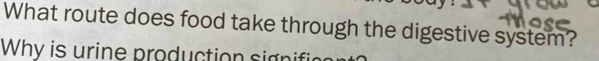 What route does food take through the digestive system? 
Why is urine production signit