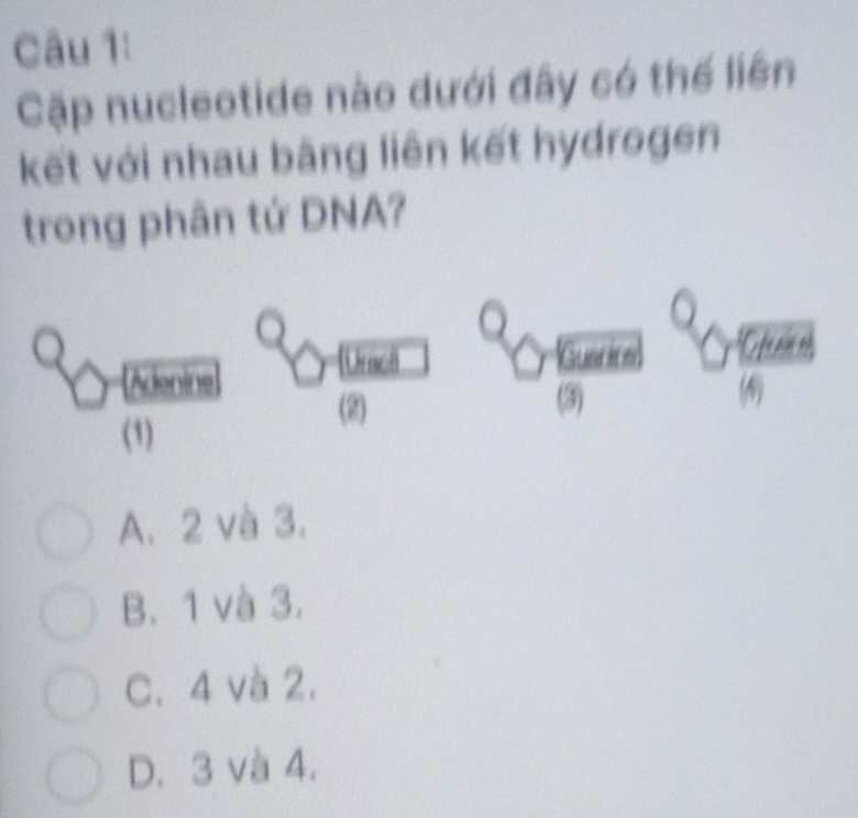 Cặp nucleotide nào dưới đây có thể liên
kết với nhau bằng liên kết hydrogen
trong phân tứ DNA?
Adenine
[Uract
O f nn nh
(2) (3) (4)
(1)
A. 2 và 3.
B. 1 và 3.
C. 4 và 2.
D. 3 và 4.