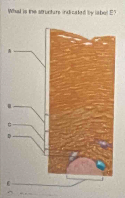 What is the atructure indicated by label E?
D