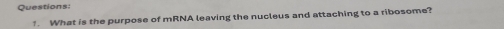 What is the purpose of mRNA leaving the nucleus and attaching to a ribosome?