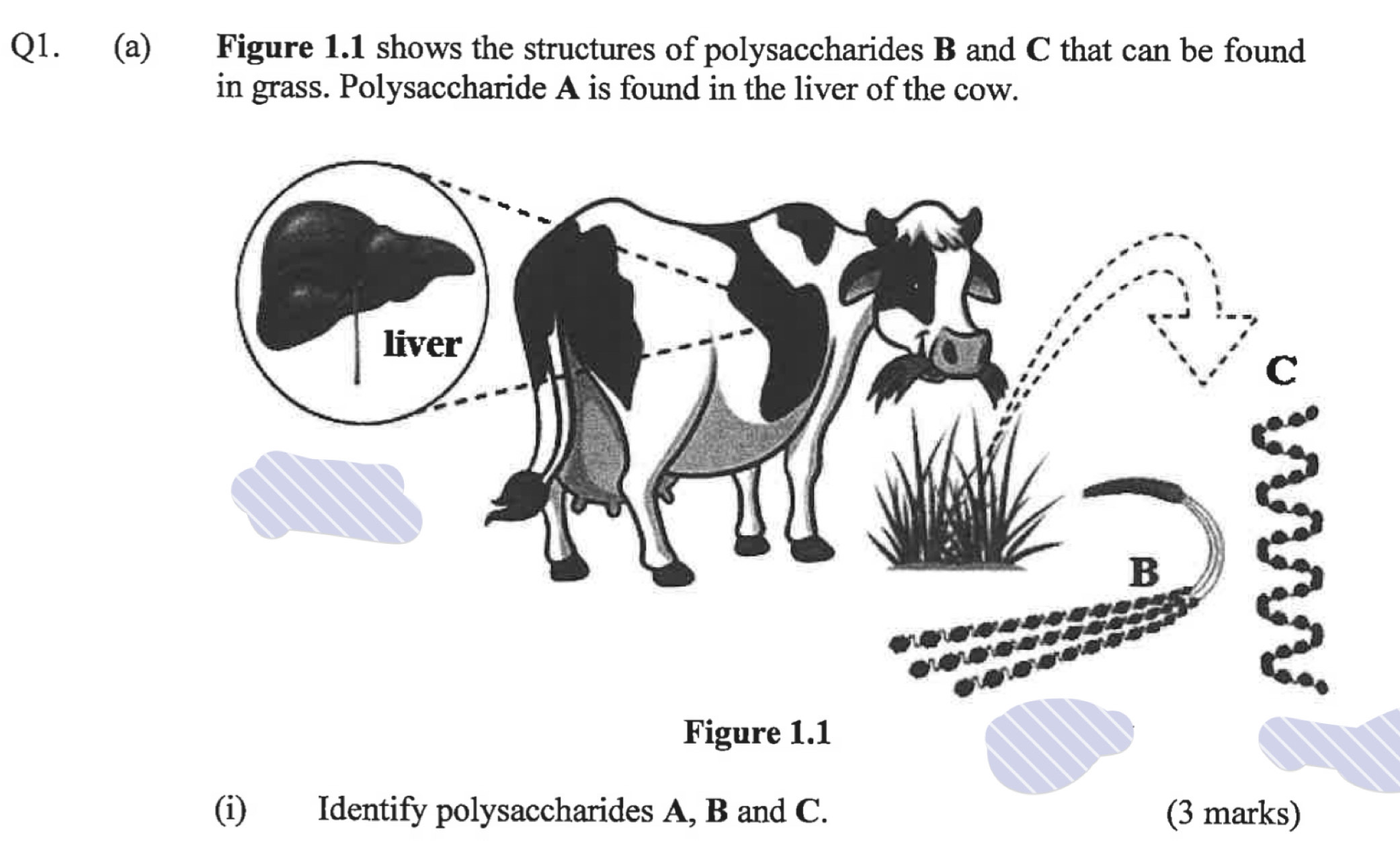 Figure 1.1 shows the structures of polysaccharides B and C that can be found 
in grass. Polysaccharide A is found in the liver of the cow. 
(i) Identify polysaccharides A, B and C. (3 marks)