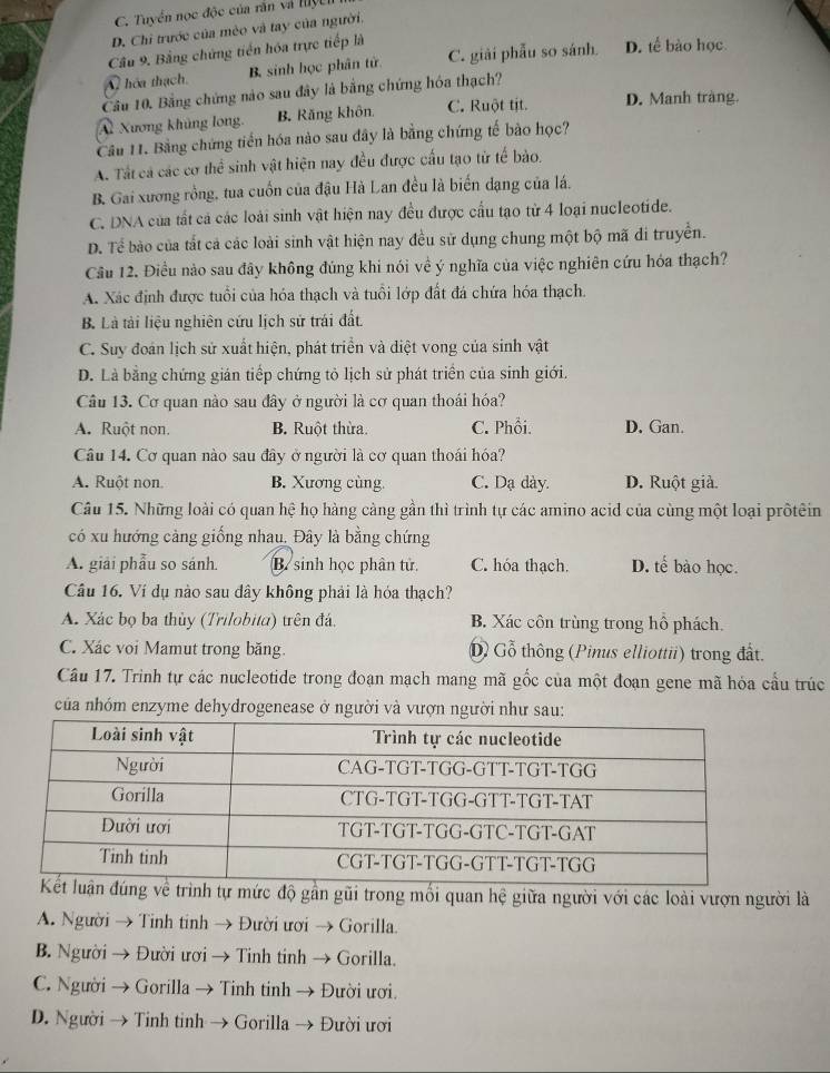 C. Tuyển nọc độc của rần và nyci
D. Chi trước của mêo và tay của người,
Cầu 9. Bằng chứng tiền hóa trực tiếp là
A hóa thạch. B. sinh học phân tử. C. giải phẫu so sánh. D. tế bào học
Cầu 10. Bằng chứng nào sau đây là bằng chứng hóa thạch?
Al Xương khủng long. B. Răng khôn C. Ruột tịt. D. Manh tràng.
Cầu 11. Bằng chứng tiến hóa nào sau đây là bằng chứng tế bào học?
A. Tất cá các cơ thể sinh vật hiện nay đều được cấu tạo từ tế bào.
B. Gai xương rồng, tua cuốn của đậu Hà Lan đều là biến dạng của lá.
C. DNA của tất cả các loài sinh vật hiện nay đều được cầu tạo từ 4 loại nucleotide.
D. Tể bào của tất cả các loài sinh vật hiện nay đều sử dụng chung một bộ mã di truyền.
Cầu 12. Điều nào sau đây không đúng khi nói về ý nghĩa của việc nghiên cứu hóa thạch?
A. Xác định được tuổi của hóa thạch và tuổi lớp đất đá chứa hóa thạch.
B. Là tài liệu nghiên cứu lịch sử trái đất
C. Suy đoán lịch sử xuất hiện, phát triển và diệt vong của sinh vật
D. Là bằng chứng gián tiếp chứng tỏ lịch sử phát triển của sinh giới.
Câu 13. Cơ quan nào sau đây ở người là cơ quan thoái hóa?
A. Ruột non. B. Ruột thừa. C. Phổi. D. Gan.
Câu 14. Cơ quan nào sau đây ở người là cơ quan thoái hóa?
A. Ruột non B. Xương cùng C. Dạ dày. D. Ruột giả.
Câu 15. Những loài có quan hệ họ hàng cảng gần thì trình tự các amino acid của cùng một loại prồtêin
có xu hướng cảng giống nhau. Đây là bằng chứng
A. giải phẫu so sánh. B. sinh học phân tử. C. hóa thạch. D. tế bào học.
Cầu 16. Ví dụ nào sau đây không phải là hóa thạch?
A. Xác bọ ba thủy (Trilobita) trên đá. B. Xác côn trùng trong hồ phách.
C. Xác voi Mamut trong băng. Dồ Gỗ thông (Pinus elliottii) trong đất.
Câu 17. Trinh tự các nucleotide trong đoạn mạch mang mã gốc của một đoạn gene mã hỏa cầu trúc
của nhóm enzyme dehydrogenease ở người và vượn người như sau:
trình tự mức độ gần gũi trong mối quan hệ giữa người với các loài vượn người là
A. Người → Tinh tinh → Đười ười → Gorilla.
B. Người → Đười ười → Tinh tinh → Gorilla.
C. Người → Gorilla → Tinh tinh → Đười ươi.
D. Người → Tinh tinh → Gorilla → Đười ươi