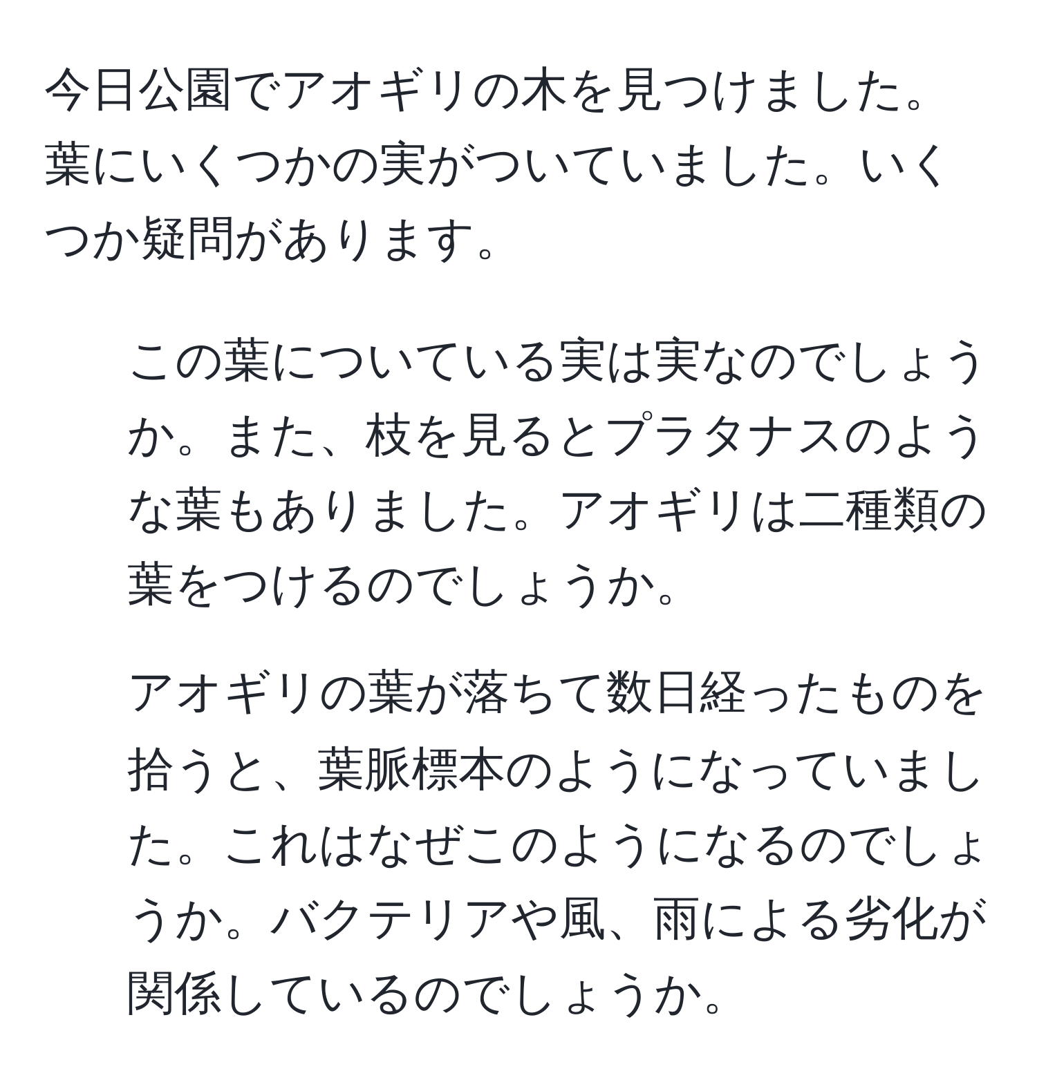 今日公園でアオギリの木を見つけました。葉にいくつかの実がついていました。いくつか疑問があります。  
1) この葉についている実は実なのでしょうか。また、枝を見るとプラタナスのような葉もありました。アオギリは二種類の葉をつけるのでしょうか。  
2) アオギリの葉が落ちて数日経ったものを拾うと、葉脈標本のようになっていました。これはなぜこのようになるのでしょうか。バクテリアや風、雨による劣化が関係しているのでしょうか。