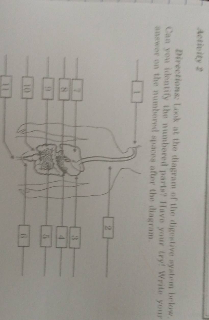 Activity 2 
Directions: Look at the diagram of the digestive system below. 
Can you identify the numbered parts? Have your try! Write your 
answer on the numbered spaces after the diagram.
2
7
3
8
4
9
5
10
6
11