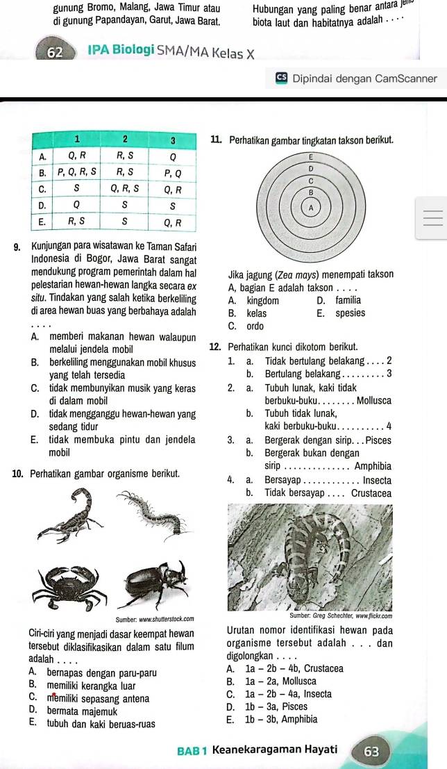 gunung Bromo, Malang, Jawa Timur atau Hubungan yang paling benar antara jenb
di gunung Papandayan, Garut, Jawa Barat. biota laut dan habitatnya adalah . . 
62 IPA Biologi SMA/MA Kelas X
Dipindai dengan CamScanner
11. Perhatikan gambar tingkatan takson berikut.
 
9. Kunjungan para wisatawan ke Taman Safari
Indonesia di Bogor, Jawa Barat sangat
mendukung program pemerintah dalam hal Jika jagung (Zea mays) menempati takson
pelestarian hewan-hewan langka secara ex A, bagian E adalah takson . . . .
situ. Tindakan yang salah ketika berkeliling A. kingdom D. familia
di area hewan buas yang berbahaya adalah B. kelas E. spesies
C. ordo
A. memberi makanan hewan walaupun
melalui jendela mobil 12. Perhatikan kunci dikotom berikut.
B. berkeliling menggunakan mobil khusus 1. a. Tidak bertulang belakang . . . . 2
yang telah tersedia b. Bertulang belakang .._ . . . . . 3
C. tidak membunyikan musik yang keras 2. a. Tubuh lunak, kaki tidak
di dalam mobil berbuku-buku. . .  Mollusca
D. tidak mengganggu hewan-hewan yang b. Tubuh tidak lunak,
sedang tidur kaki berbuku-buku._ 4
E. tidak membuka pintu dan iendela 3. a. Bergerak dengan sirip. . . Pisces
mobil b. Bergerak bukan dengan
sirip
10. Perhatikan gambar organisme berikut. 4. a. Bersayap_ . Amphibia
. Insecta
b. Tidak bersayap . . . . Crustacea
Ciri-ciri yang menjadi dasar keempat hewan Urutan nomor identifikasi hewan pada
tersebut diklasifikasikan dalam satu filum organisme tersebut adalah . . . dan
adalah _digolongkan . . . .
A. bernapas dengan paru-paru A. 1a-2b-4b , Crustacea
B. 1a-2a
B. memiliki kerangka luar. Mollusca
C. memiliki sepasang antena
C. 1a-2b-4a , Insecta
D. 1b-3a
D. bermata majemuk , Pisces
E. tubuh dan kaki beruas-ruas E. 1b-3b , Amphibia
BAB 1 Keanekaragaman Hayati 63