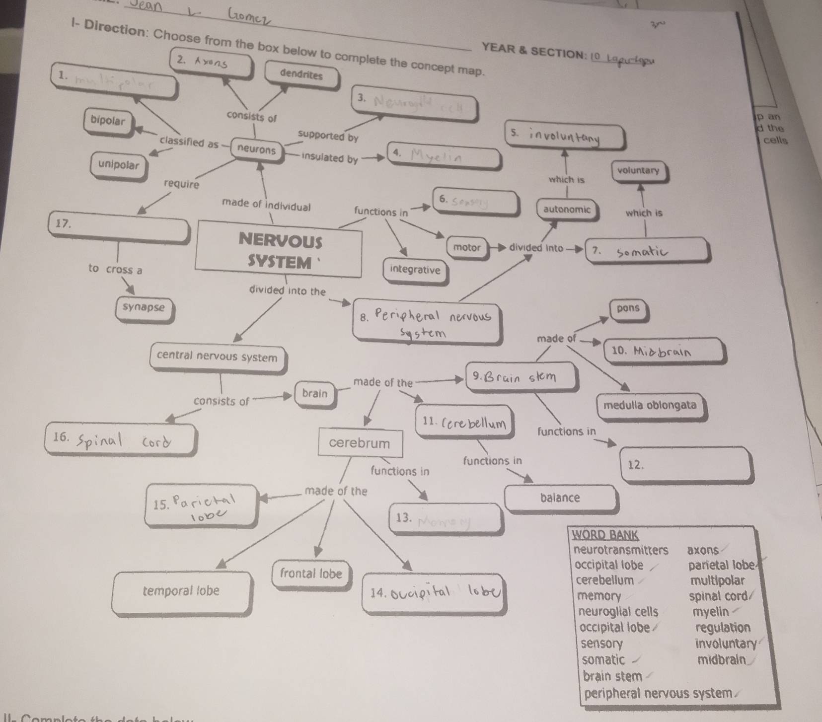 l- Direction: Choose from the box below to complete the concept map.
YEAR & SECTION: 10 Lapu-ko
2、 Axns
1. dendrites
3.
bipolar
consists of p an
d the
supported by
5、 voluntany
cells
classified as - neurons insulated by
4.
unipolar
voluntary
require
which is
6.
made of individual functions in autonomic which is
17.
NERVOUS
motor divided into 7.
SYSTEM`
to cross a integrative
divided into the
synapse pons
8.
made of
10. M
central nervous system
made of the
9.
brain
consists of medulla oblongata
11 0 ebellum
functions in
16. cerebrum
functions in 12.
functions in
made of the
15.
balance
13.
WORD BANK
neurotransmitters axons
occipital lobe parietal lobe
frontal lobe cerebellum multipolar
temporal lobe 14.
memory spinal cord/
neuroglial cells myelin
occipital lobe regulation
sensory involuntary
somatic midbrain
brain stem
peripheral nervous system