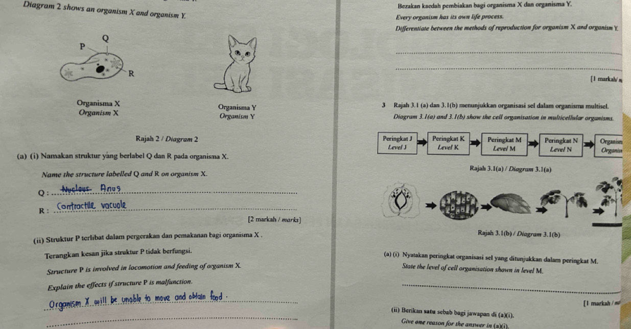 Bezakan kaedah pembiakan bagi organisma X dan organisma Y. 
Diagram 2 shows an organism X and organism Y. 
Every organism has its own life process. 
Differentiate between the methods of reproduction for organism X and organism Y
Q
_
P
R
_ 
[ I markah/ m 
Organisma X Organisma Y 3 Rajah 3.1 (a) dan 3.1(b) menunjukkan organisasi sel dalam organisma multisel. 
Organism X Organism Y Diagram 3.1(a) and 3.1(b) show the cell organisation in multicellular organisms. 
Rajah 2 / Diagram 2 Peringkat J Peringkat K Peringkat M Peringkat N Organism 
Level J Level K Level M Level N Organiss 
(a) (i) Namakan struktur yang berlabel Q dan R pada organisma X. Rajah 3.1(a) / Diagram 3.1(a) 
Name the structure labelled Q and R on organism X. 
Q :_ 
R : _Contractile vacual 
[2 markah / marks] 
(ii) Struktur P terlibat dalam pergerakan dan pemakanan bagi organisma X. 
Rajah 3.1(b) / Diagram 3.1(b) 
Terangkan kesan jika struktur P tidak berfungsi. 
(a) (i) Nyatakan peringkat organisasi sel yang ditunjukkan dalam peringkat M. 
Structure P is involved in locomotion and feeding of organism X State the level of cell organisation shown in level M. 
Explain the effects if structure P is malfunction. 
_ 
_ 
om t wil l be unable to move and o f i t 
[1 markah / m 
_ 
(ii) Berikan satu sebab bagi jawapan di (a)(i). 
Give one reason for the answer in (a)(i).