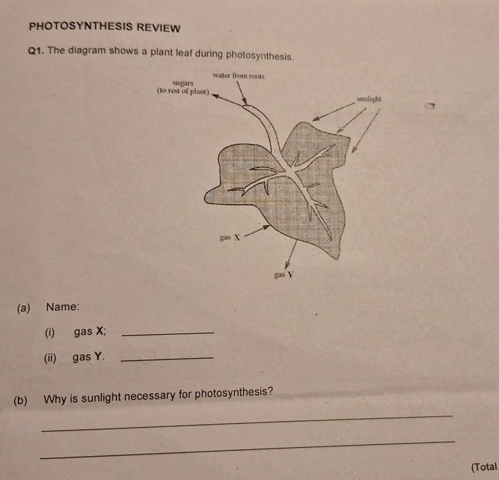 PHOTOSYNTHESIS REVIEW 
Q1. The diagram shows a plant leaf during photosynthesis. 
(a) Name: 
(i) gas X;_ 
(ii) gas Y._ 
(b) Why is sunlight necessary for photosynthesis? 
_ 
_ 
(Total