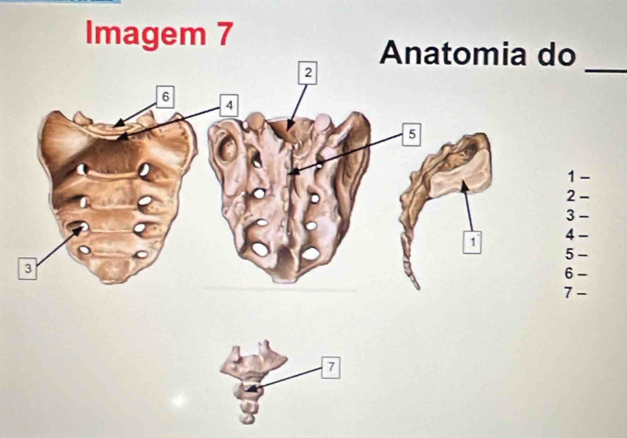 Imagem 7 
Anatomia do 
_ 
1 - 
2 - 
3 - 
4 - 
5 - 
6 - 
-