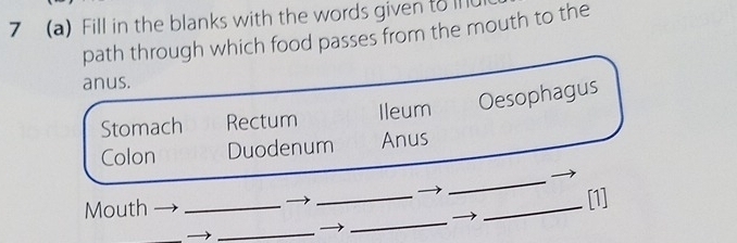 7 (a) Fill in the blanks with the words given to l 
path through which food passes from the mouth to the 
anus. 
Stomach Rectum Ileum Oesophagus 
Colon Duodenum Anus 
_ 
_ 
Mouth ___[1] 
_