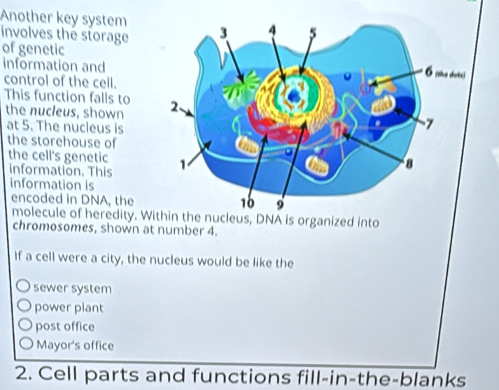 Another key system
involves the storage
of genetic
information and
control of the cell.
This function falls to 
the nucleus, shown
at 5. The nucleus is
the storehouse of
the cell's genetic 
information. This
information is
encoded in DNA, the
molecule of heredity. Within the nucleus, DNA is organized into
chromosomes, shown at number 4.
If a cell were a city, the nucleus would be like the
sewer system
power plant
post office
Mayor's office
2. Cell parts and functions fill-in-the-blanks