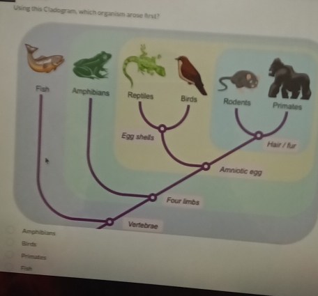 Using this Cladogram, which organism arose first?
Birds
Primnates
Fish