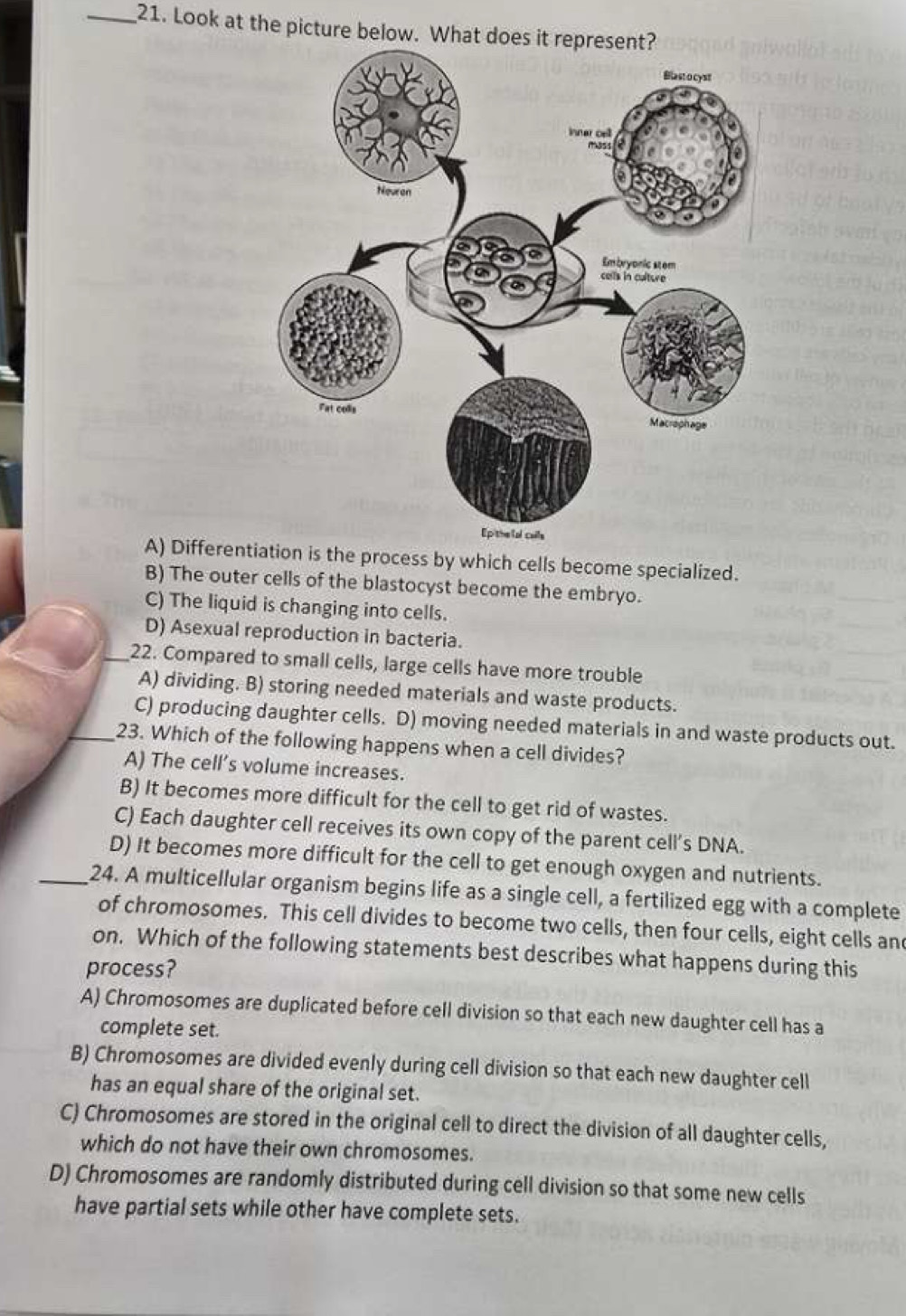 Look at the picture below. What do
A) Differentiation is the process by which cells become specialized.
B) The outer cells of the blastocyst become the embryo.
C) The liquid is changing into cells.
D) Asexual reproduction in bacteria.
_22. Compared to small cells, large cells have more trouble
A) dividing. B) storing needed materials and waste products.
C) producing daughter cells. D) moving needed materials in and waste products out.
_23. Which of the following happens when a cell divides?
A) The cell’s volume increases.
B) It becomes more difficult for the cell to get rid of wastes.
C) Each daughter cell receives its own copy of the parent cell’s DNA.
D) It becomes more difficult for the cell to get enough oxygen and nutrients.
_24. A multicellular organism begins life as a single cell, a fertilized egg with a complete
of chromosomes. This cell divides to become two cells, then four cells, eight cells and
on. Which of the following statements best describes what happens during this
process?
A) Chromosomes are duplicated before cell division so that each new daughter cell has a
complete set.
B) Chromosomes are divided evenly during cell division so that each new daughter cell
has an equal share of the original set.
C) Chromosomes are stored in the original cell to direct the division of all daughter cells,
which do not have their own chromosomes.
D) Chromosomes are randomly distributed during cell division so that some new cells
have partial sets while other have complete sets.