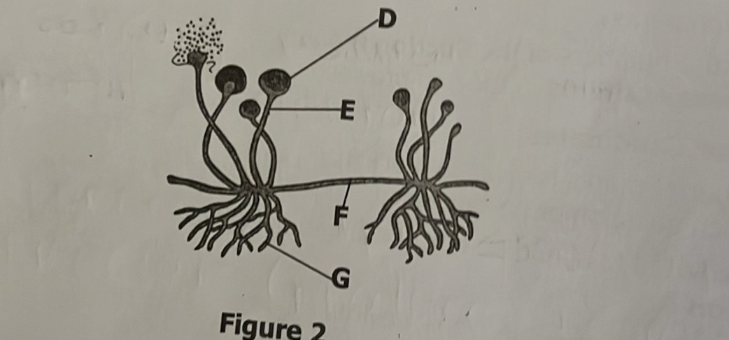 D
Figure 2