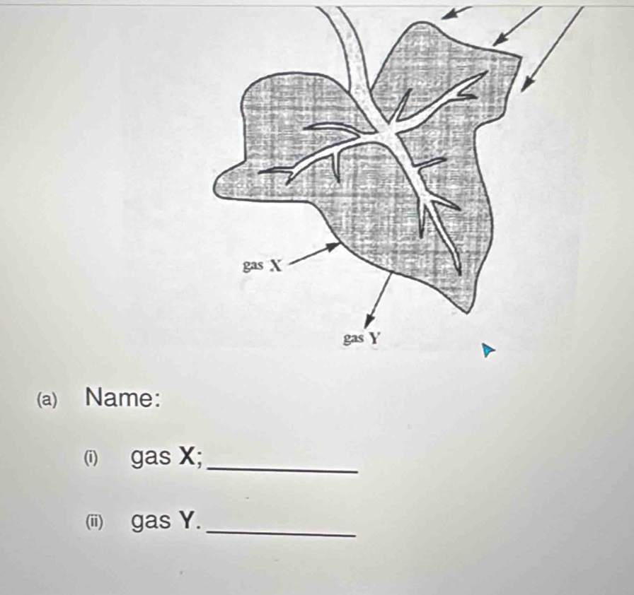 Name: 
(i) gas X;_ 
(ii) gas Y._