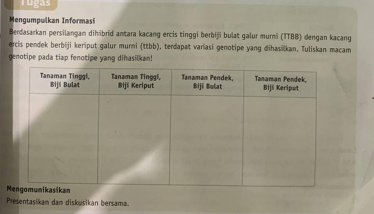 rugas 
Mengumpulkan Informasi 
Berdasarkan persilangan dihibrid antara kacang ercis tinggi berbiji bulat galur murni (TTBB) dengan kacang 
ercis pendek berbiji keriput galur murni (ttbb), terdapat variasi genotipe yang dihasilkan. Tuliskan macam 
genotipe pada tiap fenotipe yang dihasilkan! 
Presentasikan dan diskusikan bersama.