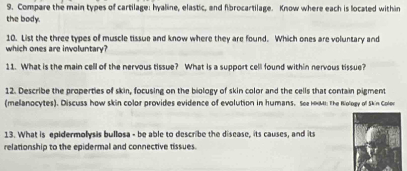 Compare the main types of cartilage: hyaline, elastic, and fibrocartilage. Know where each is located within 
the body. 
10. List the three types of muscle tissue and know where they are found. Which ones are voluntary and 
which ones are involuntary? 
11. What is the main cell of the nervous tissue? What is a support cell found within nervous tissue? 
12. Describe the properties of skin, focusing on the biology of skin color and the cells that contain pigment 
(melanocytes). Discuss how skin color provides evidence of evolution in humans, See HHMI: The Biology of Skin Color 
13. What is epidermolysis bullosa - be able to describe the disease, its causes, and its 
relationship to the epidermal and connective tissues.