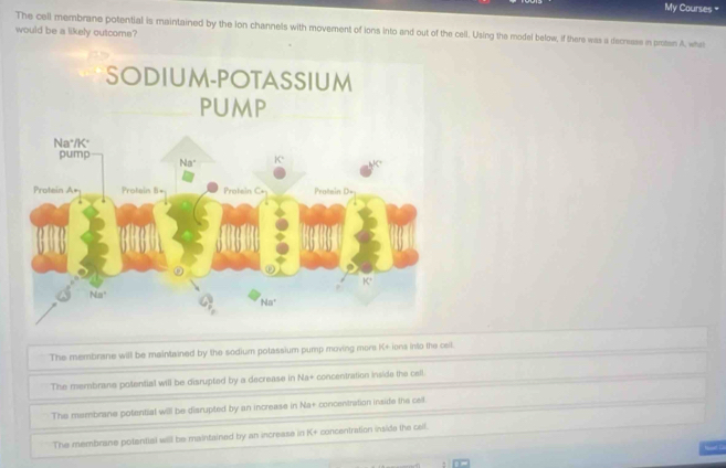 My Courses =
The cell membrane potential is maintained by the ion channels with movement of ions into and out of the cell. Using the model below, if there was a decresse in proten A, whas
would be a likely outcome?
The membrane will be maintained by the sodium potassium pump moving mors K+ ions into the ceil.
The membrane potential will be disrupted by a decrease in Na+ concentration inside the cell.
The membrane potential will be disrupted by an increase in Na+ concentration inside the cell
The membrane potantial will be maintained by an increase in K+ concentration inside the cell.