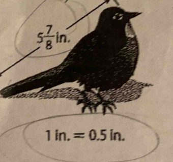 5 7/8 in.
1in.=0.5in.