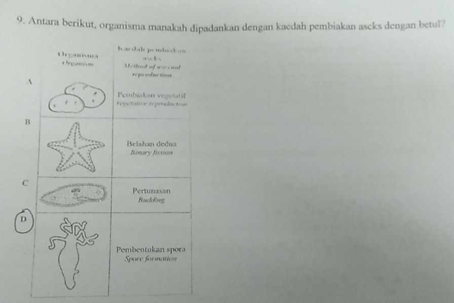 Antara berikut, organisma manakah dipadankan dengan kaedah pembiakan ascks dengan betul?
Nardalopeubiakn
Orgaisna av k 
Oreanion Method of asevual
reproductioa
A
Pembiakan vegetatil
Fegetative reproduction
B
Belahan dedua
Binary fission
C
Pertunasan
Budding
D
Pembentukan spora
Spore formation