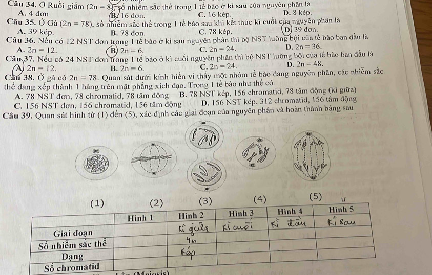 Ở Ruồi giấm (2n=8) ố nhiễm sắc thể trong 1 tế bào ở kì sau của nguyên phân là
A. 4 dơn. B/ 16 đơn. C. 16 kép. D. 8 kép.
Câu 35. Ở Gà (2n=78) , số nhiễm sắc thể trong 1 tế bào sau khi kết thúc kì cuối của nguyên phân là
A. 39 kép. B. 78 dơn. C. 78 kép. D)39 dơn.
Câu 36. Nếu có 12 NST đơn trong 1 tế bào ở kì sau nguyên phân thì bộ NST lưỡng bội của tế bào ban đầu là
A. 2n=12. B 2n=6. 2n=24. D. 2n=36.
C.
Câu 37. Nếu có 24 NST đơn trong 1 tế bào ở kì cuối nguyên phân thì bộ NST lưỡng bội của tế bào ban đầu là
A 2n=12.
B. 2n=6.
C. 2n=24. D. 2n=48.
Cầu 38. Ở gà có 2n=78. Quan sát dưới kính hiển vi thấy một nhóm tế bào dang nguyên phân, các nhiễm sắc
thể đang xếp thành 1 hàng trên mặt phẳng xích đạo. Trong 1 tế bào như thế có
A. 78 NST đơn, 78 chromatid, 78 tâm động B. 78 NST kép, 156 chromatid, 78 tâm động (kì giữa)
C. 156 NST đơn, 156 chromatid, 156 tâm động D. 156 NST kép, 312 chromatid, 156 tâm động
Câu 39. Quan sát hình từ (1) đến (5), xác định các giai đoạn của nguyên phân và hoàn thành bảng sau
(1) (2) (3) (4) (5) u
Hình 1 Hình 2 Hình 3 Hình 4 Hình 5
Giai đoạn
Số nhiễm sắc thể
Dạng
Số chromatid