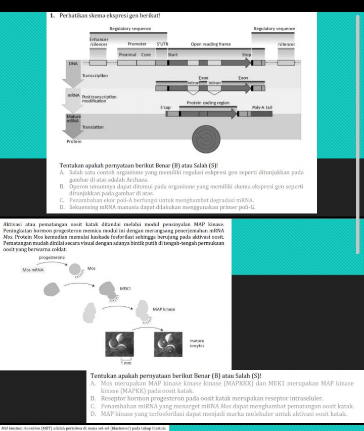 Perhatikan skema ekspresi gen berikut!
Tentukan apakah pernyataan berikut Benar (B) atau Salah (S)!
A. Salah satu contoh organisme yang memiliki regulasi eskpresi gen seperti ditunjukkan pada
gambar di atas adalah Archaea.
B. Operon umumnya dapat ditemui pada organisme yang memiliki skema ekspresi gen seperti
ditunjukkan pada gambar di atas
C. Penambahan ekor poli-A berfungsi untuk menghambat degradasi mRNA.
D. Sekuensing mRNA manusia dapat dilakukan menggunakan primer poli-G.
Aktivasi atau pematangan oosit katak ditandai melalui modul pensinyalan MAP kinase.
Peningkatan hormon progesteron memicu modul ini dengan merangsang penerjemahan mRNA
Mos. Protein Mos kemudian memulai kaskade fosforilasi sehingga berujung pada aktivasi oosit.
Pematangan mudah dinilai secara visual dengan adanya bintik putih di tengah-tengah permukaan
oosit yang berwarna coklat.
Tentukan apakah pernyataan berikut Benar (B) atau Salah (S)!
A. Mos merupakan MAP kinase kinase kinase (MAPKKK) dan MEK1 merupakan MAP kinase
kinase (MAPKK) pada oosit katak.
B. Reseptor hormon progesteron pada oosit katak merupakan reseptor intraseluler.
C. Penambahan miRNA yang menarget mRNA Mos dapat menghambat pematangan oosit katak.
D. MAP kinase yang terfosforilasi dapat menjadi marka molekuler untuk aktivasi oosit katak.
Mid blostulo tronsition (MBT) adalah peristiwa di mana sel-sel (blastomer) pada tahap blastula