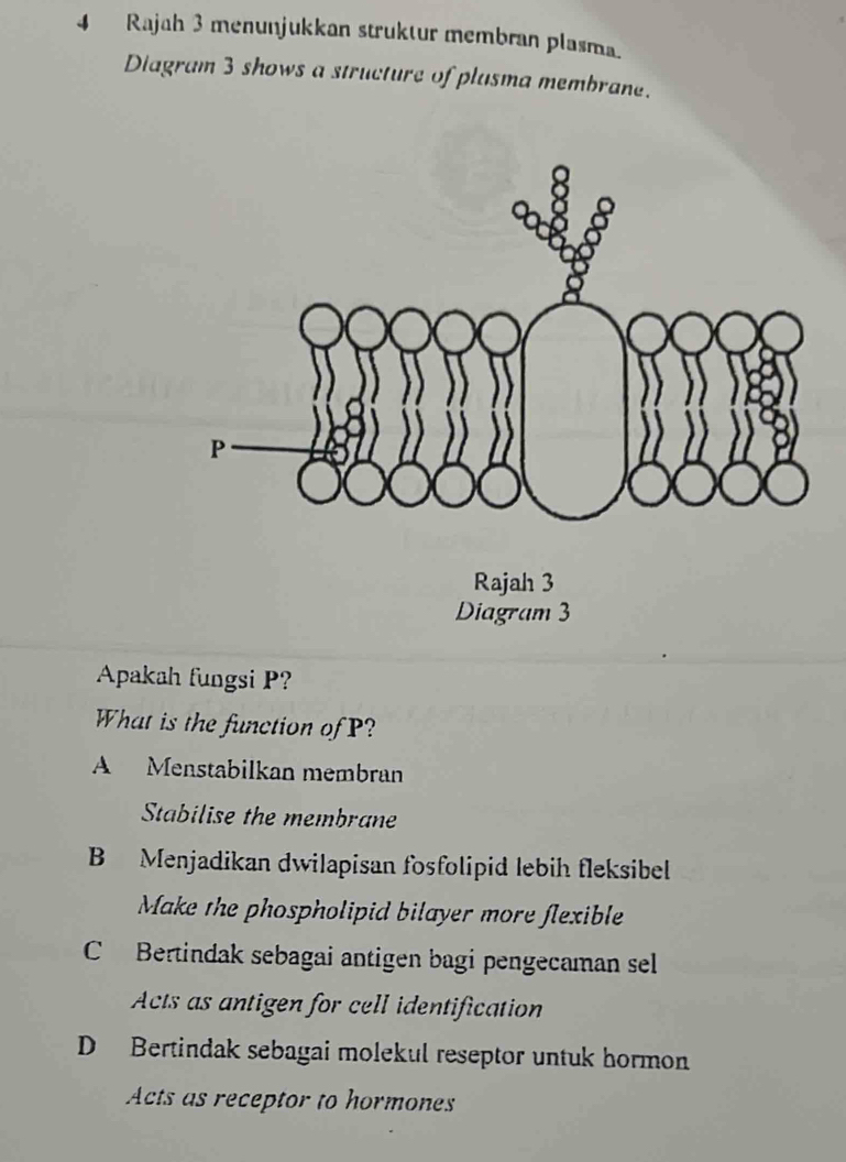 Rajah 3 menunjukkan struktur membran plasma.
Diagram 3 shows a structure of plusma membrane.
Rajah 3
Diagram 3
Apakah fungsi P?
What is the function of P?
A Menstabilkan membran
Stabilise the membrane
B Menjadikan dwilapisan fosfolipid lebih fleksibel
Make the phospholipid bilayer more flexible
C Bertindak sebagai antigen bagi pengecaman sel
Acts as antigen for cell identification
D Bertindak sebagai molekul reseptor untuk hormon
Acts as receptor to hormones