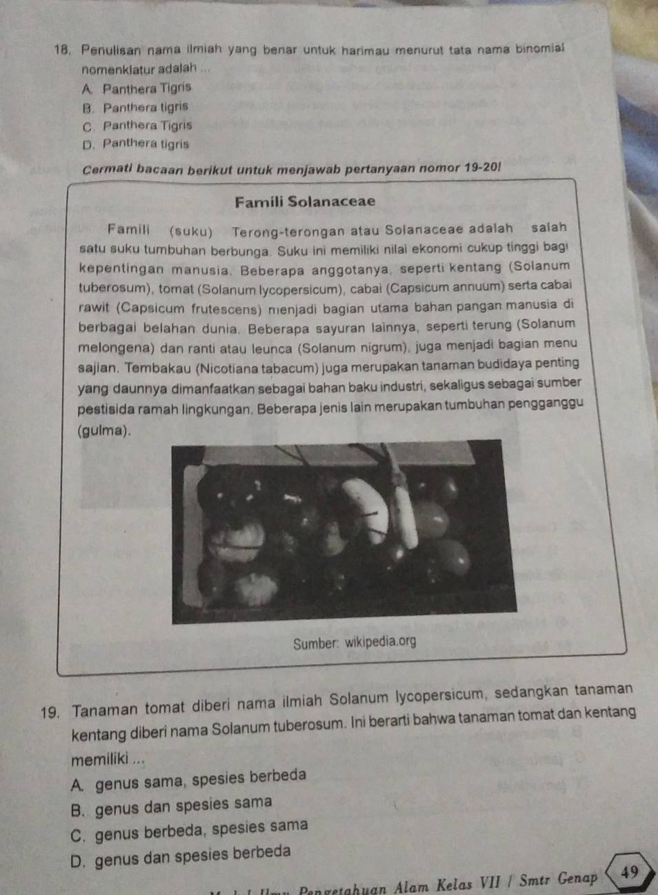 Penulisan nama ilmiah yang benar untuk harimau menurut tata nama binomial
nomenklatur adalah ...
A. Panthera Tigris
B. Panthera tigris
C. Panthera Tigris
D. Panthera tigris
Cermati bacaan berikut untuk menjawab pertanyaan nomor 19-20!
Famili Solanaceae
Famili (suku) Terong-terongan atau Solanaceae adalah salah
satu suku tumbuhan berbunga. Suku ini memiliki nilai ekonomi cukup tinggi bagi
kepentingan manusia. Beberapa anggotanya, seperti kentang (Solanum
tuberosum), tomat (Solanum lycopersicum), cabai (Capsicum annuum) serta cabai
rawit (Capsicum frutescens) menjadi bagian utama bahan pangan manusia di
berbagai belahan dunia. Beberapa sayuran lainnya, seperti terung (Solanum
melongena) dan ranti atau leunca (Solanum nigrum), juga menjadi bagian menu
sajian. Tembakau (Nicotiana tabacum) juga merupakan tanaman budidaya penting
yang daunnya dimanfaatkan sebagai bahan baku industri, sekaligus sebagai sumber
pestisida ramah lingkungan. Beberapa jenis lain merupakan tumbuhan pengganggu
(gulma).
Sumber: wikipedia.org
19. Tanaman tomat diberi nama ilmiah Solanum lycopersicum, sedangkan tanaman
kentang diberi nama Solanum tuberosum. Ini berarti bahwa tanaman tomat dan kentang
memiliki ...
A. genus sama, spesies berbeda
B. genus dan spesies sama
C. genus berbeda, spesies sama
D. genus dan spesies berbeda
Pengetahuan Alam Kelas VII / Smtr Genap 49