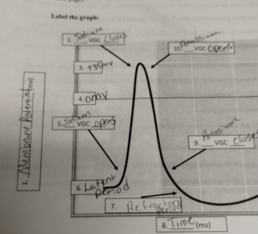 Label the graph: 
^ 
- 
8. _(ms)