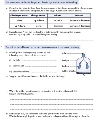 The movements of the diaphragm and the ribcage are important in breathing. 
a) Complete this table to show how the movements of the diaphragm and the ribcage cause 
changes in the volume and pressure of the lungs. Circle each correct answer. 
b) Marcella says, ‘How fast we breathe is determined by the amount of oxygen 
required by body cells.' Is Marcella right or wrong? 
_ 
2. The bell jar model below can be used to demonstrate the process of breathing. 
a) Which part of the respiratory system do the 
following parts of the bell jar represent: 
i) the tube?_ 
ii) the bell jar? _ 
iii) the rubber sheet? _ 
b) Suggest one difference between the balloons and the 
_ 
_ 
c) When the rubber sheet is pushed up into the bell jar, the balloons deflate. 
Explain why this happens. 
_ 
_ 
_ 
d) Donna says that, “to inflate the balloons, you have to blow into the tube.” 
Why is she wrong? Explain how to inflate the balloons without blowing into the tube, 
_ 
_