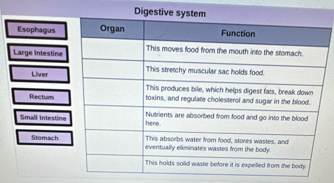 Dige
Esophagus
Large Intestine
Liver
Rectum
Small Intestine
Stomach