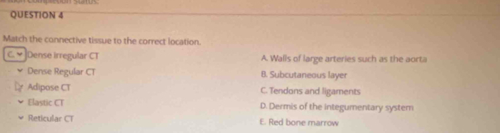 Match the connective tissue to the correct location.
C. ]Dense irregular CT A. Walls of large arteries such as the aorta
Dense Regular CT B. Subcutaneous layer
Adipose CT C. Tendons and ligaments
Elastic CT D. Dermis of the integumentary system
Reticular CT E. Red bone marrow