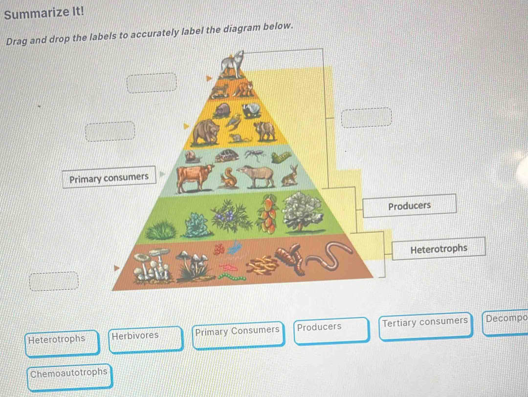 Summarize It! 
Drag arop the labels to accurately label the diagram below. 
Heterotrophs Herbivores Primary Consumers Producers Tertiary consumers Decompo 
Chemoautotrophs