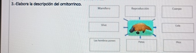 3.-Elabora la descripción del ornitorrinco. 
Mamifero Reproducción Cuerpo 
ViveCole 
Las hembras ponen Patas pico