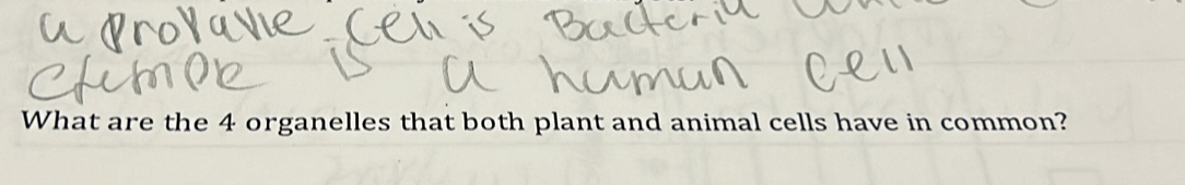 What are the 4 organelles that both plant and animal cells have in common?