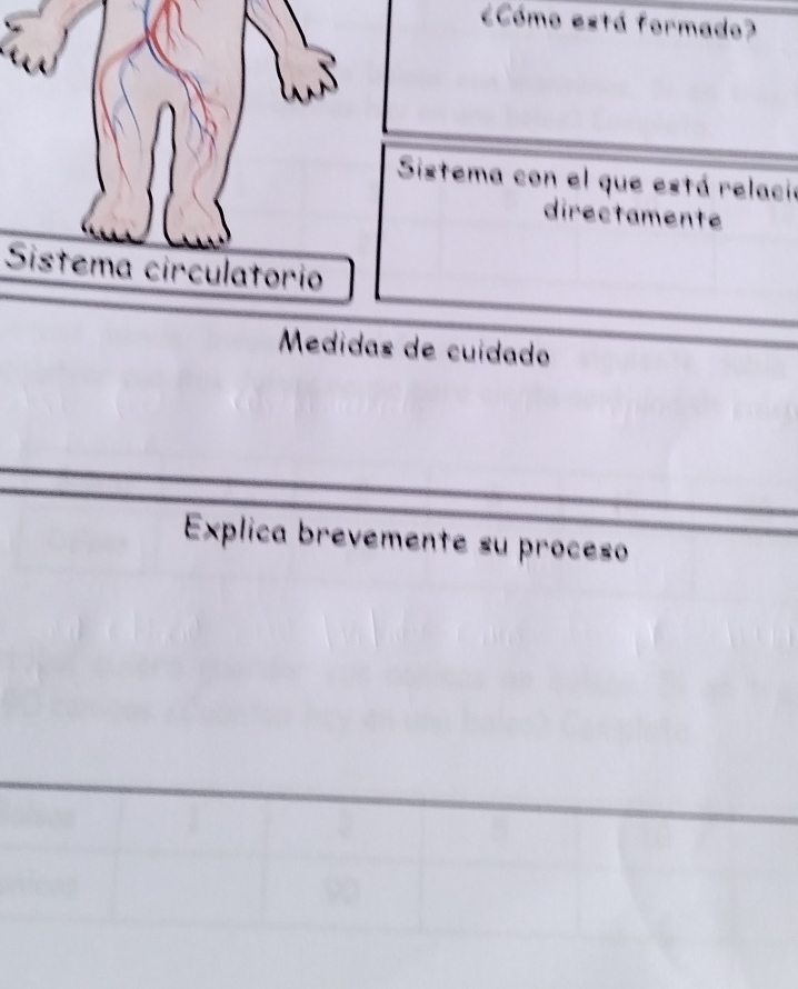 ¿Cómo está formado? 
Sistema con el que está relacio 
directamente 
Sistema circulatorio 
Médidas de cuídado 
Explica brevemente su proceso