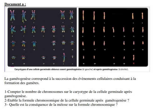 Document a : 
-21 
Caryotypes d'une cellule germinale obtenus avant gamétogénèse (à gauche) et après gamétogénèse (à droite). 
La gamétogenèse correspond à la succession des événements cellulaires conduisant à la 
formation des gamètes 
1-Compter le nombre de chromosomes sur le caryotype de la cellule germinale après 
gamétogenèse. 
2-Etablir la formule chromosomique de la cellule germinale après gamétogenèse ? 
3- Quelle est la conséquence de la méiose sur la formule chromosomique ?