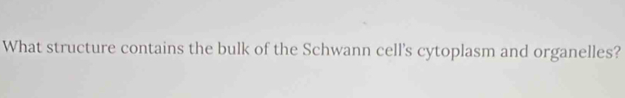 What structure contains the bulk of the Schwann cell's cytoplasm and organelles?